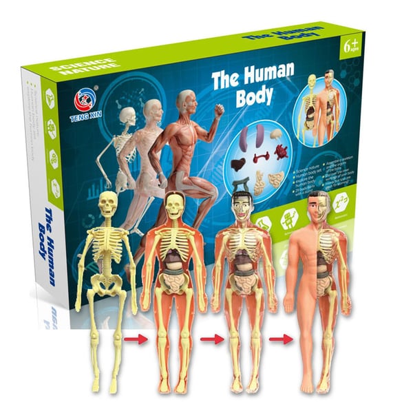 LEARNBODIES™ | 3D-model van een menselijk lichaam voor kinderen