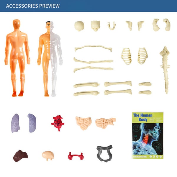 LEARNBODIES™ | 3D-model van een menselijk lichaam voor kinderen