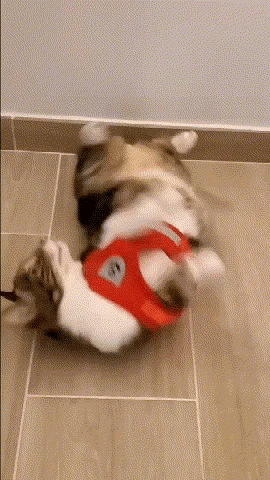 PurrStride™ | Adjustable Luminous Cat Harness – Breathable Freedom for Felines