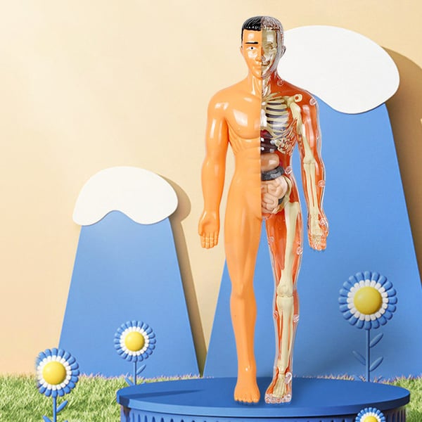 LEARNBODIES™ | 3D-model van een menselijk lichaam voor kinderen