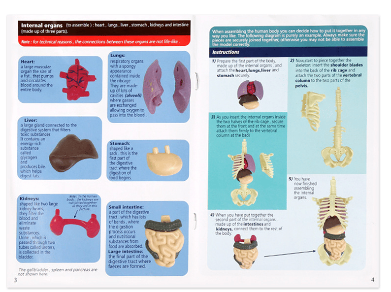 LEARNBODIES™ | 3D-model van een menselijk lichaam voor kinderen