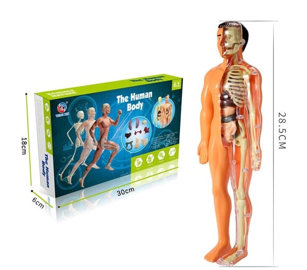 LEARNBODIES™ | 3D-model van een menselijk lichaam voor kinderen