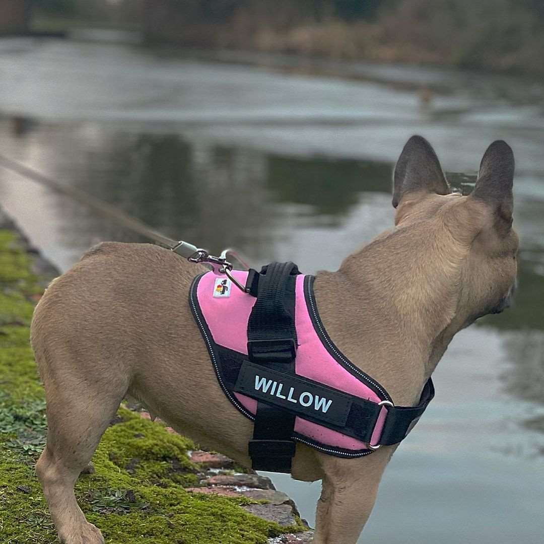 DOGGO™ | Bush Buddy Harnas