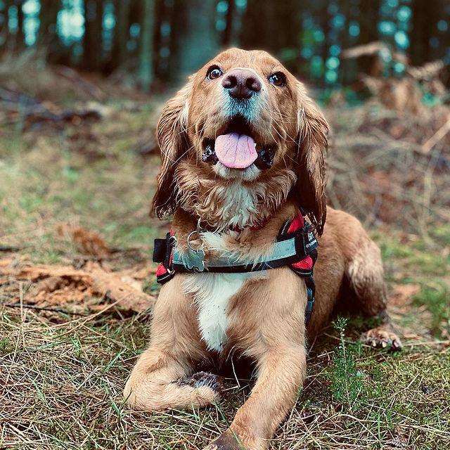 DOGGO™ | Bush Buddy Harnas
