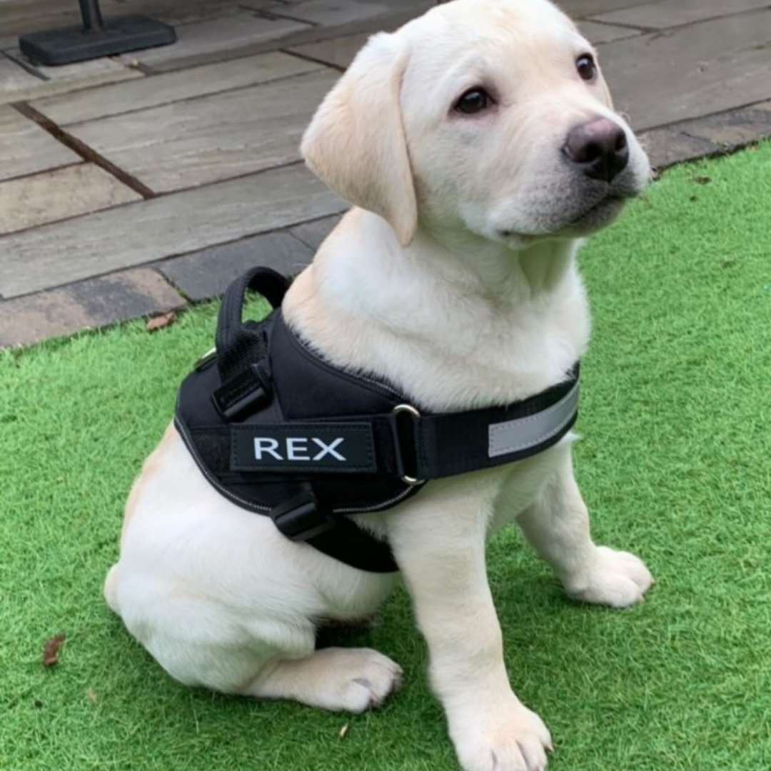 DOGGO™ | Bush Buddy Harnas