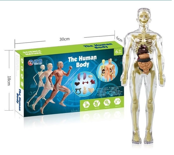 LEARNBODIES™ | 3D-model van een menselijk lichaam voor kinderen