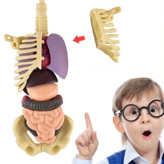 LEARNBODIES™ | 3D-model van een menselijk lichaam voor kinderen